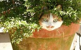 Weekend Writing Warriors ~&nbsp;Growl