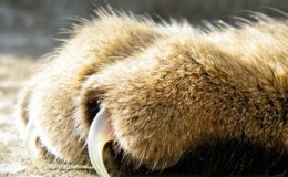 Weekend Writing Warriors ~ Nice&nbsp;Kitty