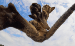 Weekend Writing Warriors ~ You’d Better&nbsp;Run