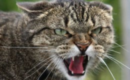 Weekend Writing Warriors ~ Human&nbsp;Tendencies