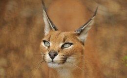 Weekend Writing Warriors ~ A Dangerous&nbsp;Addiction