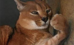 Weekend Writing Warriors ~ Jacqui Had&nbsp;Claws