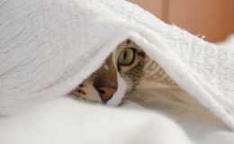 Weekend Writing Warriors ~ Under The&nbsp;Covers