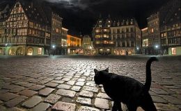 Weekend Writing Warriors ~ Strange&nbsp;Cat