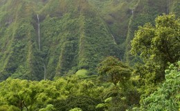 Weekend Writing Warriors ~ The Black&nbsp;Forest