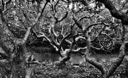 Weekend Writing Warriors ~ No Sane&nbsp;Man