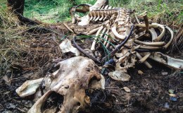 Weekend Writing Warriors ~&nbsp;Bones