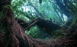 Weekend Writing Warriors ~ The&nbsp;Undergrowth