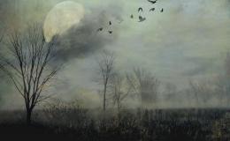 Weekend Writing Warriors ~ Forest&nbsp;Concert