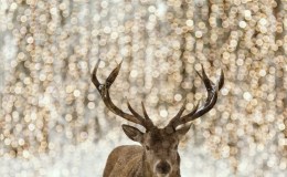 Weekend Writing Warriors ~ Great Things to&nbsp;Come