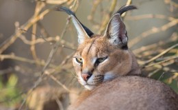 Weekend Writing Warriors ~ Come and Get&nbsp;Me