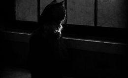 Weekend Writing Warriors ~ Guess What? I’m a&nbsp;Cat