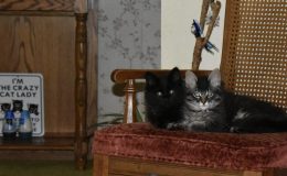 Weekend Writing Warriors ~ On the&nbsp;Prowl